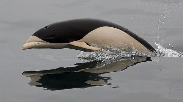 Photo: Worth seeing again. The stunning southern right whale dolphin.