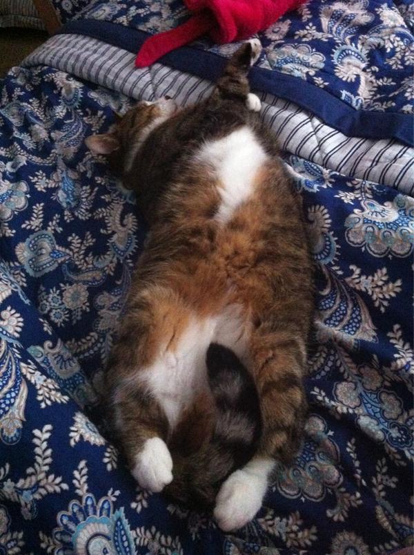 catherinegx's tweet image. chillin' #usainboltpose