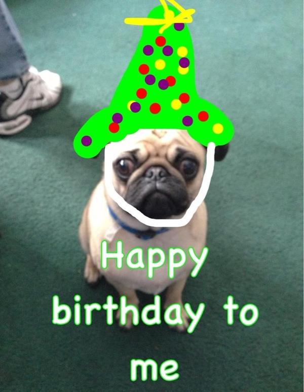 puglass's tweet image. Woof