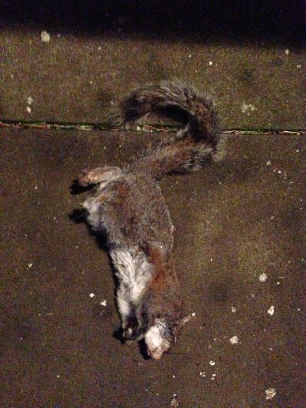 A picture of the squirrel I found in my backyard