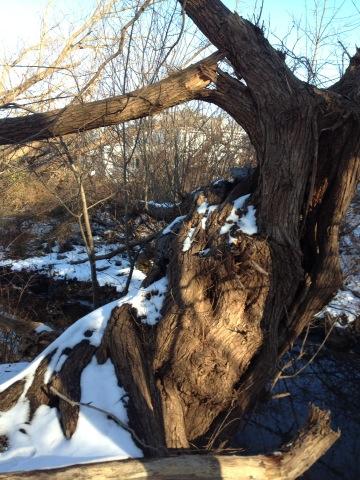 AFormento's tweet image. My giving tree. The tree that inspired #THISTREECOUNTS! with broken limbs due to Hurricane Sandy. I hope it survives.
