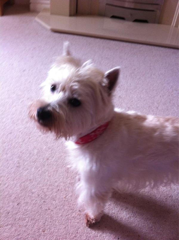 mollyjones18's tweet photo. Indie my little dog http://t.co/ObL3Bz3x