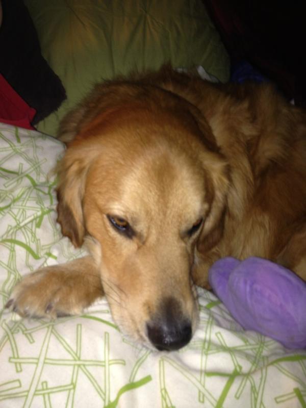 amyeddy2's tweet photo. Spending my Saturday night in my PJs #workingweekendssucks... At least coop is here to cuddle with me!:) http://t.co/FSm2ZEGa