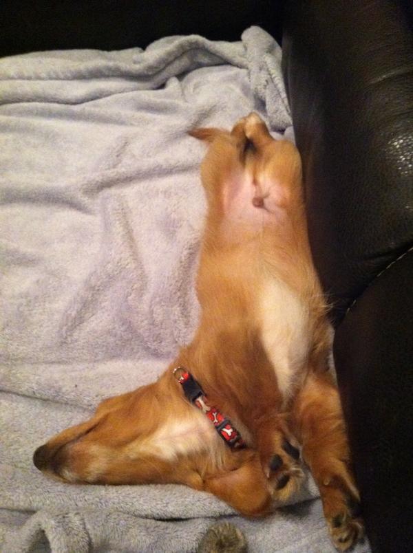 dragonfly0573's tweet photo. I'm not sure..but I think this puppy is miserable... Sigh... Lol http://t.co/BoTdeQUh