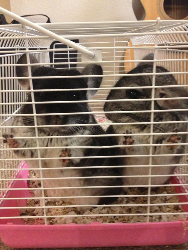 GusTheChin's tweet image. The humans put us in the travel carrier in order to give our cage a full scrubbing. I demand release immediately!
