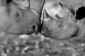 WExpeditions's tweet photo. Who knew it?Rhinos are infact affectionate loving creatures who like to meet for 'socials' late at night! #BBC #nature http://t.co/g5If8Jl0