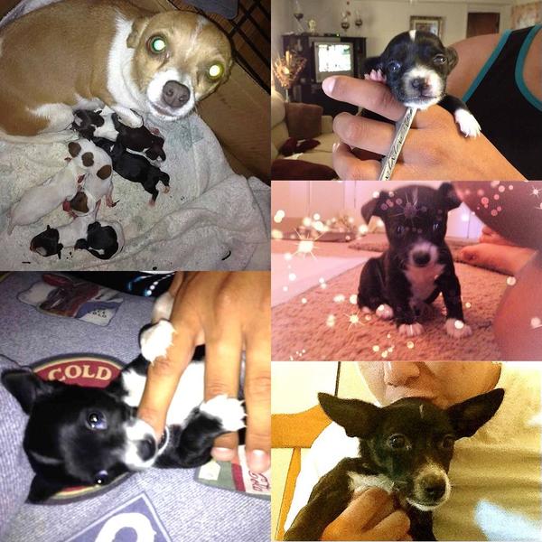 Zomberlla's tweet photo. @Glitterboi22 she's growing up and no matter how old she gets she still that that baby when we first got her. http://t.co/0BZ5Nime
