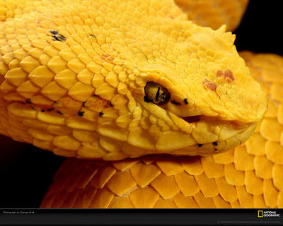 ArabsPicture's tweet photo. صورة أفعى صفراء نادرة من قناة ناشونال جيوغرافك ، إبداع. http://t.co/RXgf8PzA