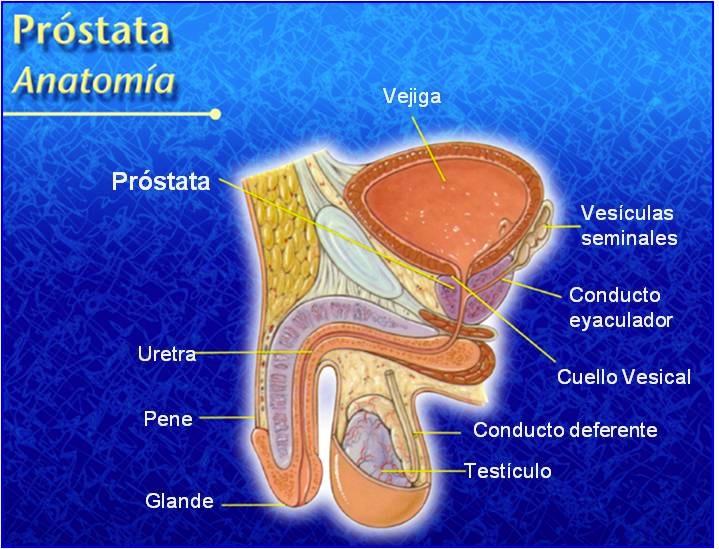 Esquema de anatomía urinaria en el varón