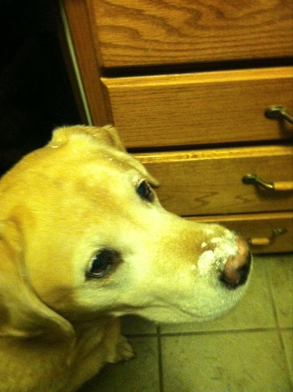 ctrunner92's tweet image. #CrackDog