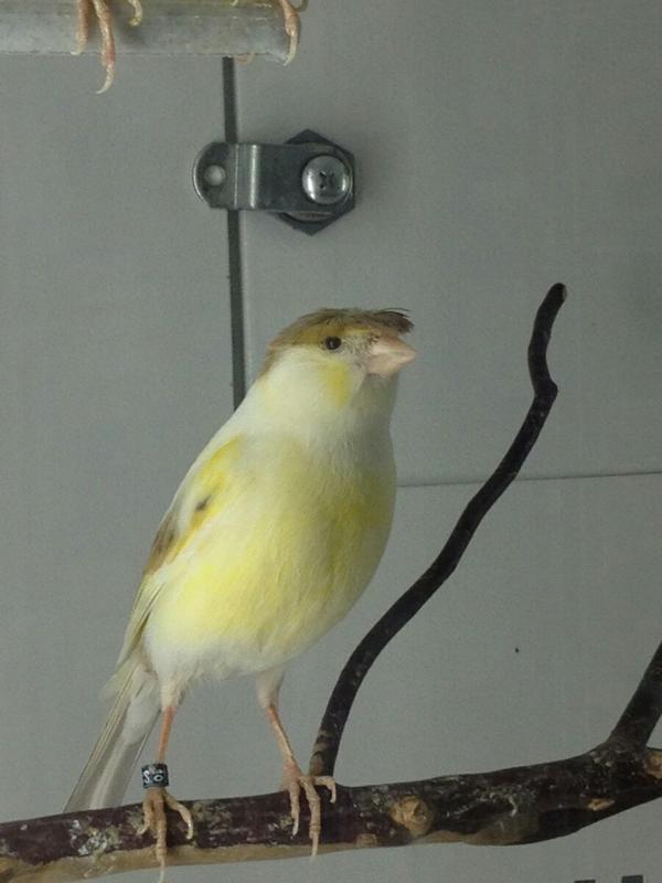 DarylMcMenamin's tweet image. The Best Donald Trump lookalike to accidentally fly into the glass at trump towers #TrumpBird