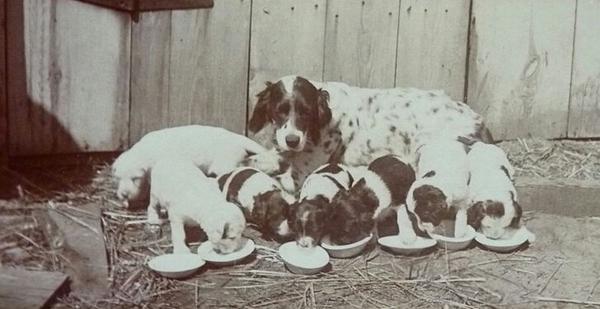 HammyDerWeiner's tweet photo. A mother doggy with her puppies eating their dinner in little bowls from the late 1800s http://t.co/aNe3LzC4