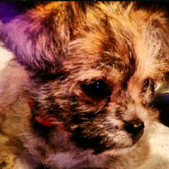 RealPennyCyrusL's tweet photo. So cute penny lane★ http://t.co/AJe0Un9L