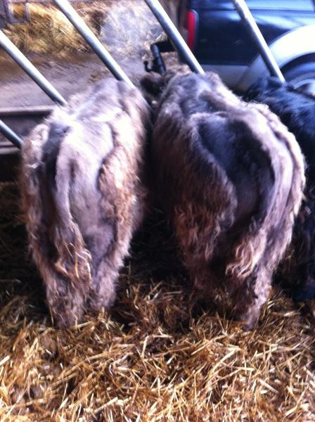 KnoxEventers's tweet image. Also thinking of trying this clipping job next time! #muchsimpler