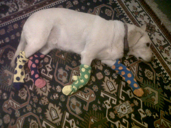 will_michell's tweet image. Nothing like new xmas socks!