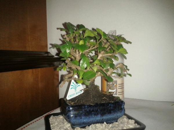 stedavin tweet picture
