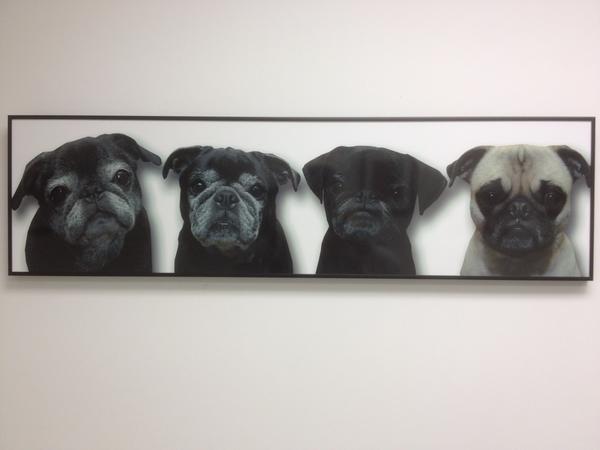 ClarkStudioDog's tweet image. "A Pug Family" some cool dudes I know got a family photo custom made at the Studio #WOOF @Studio553 @AlanClaffie