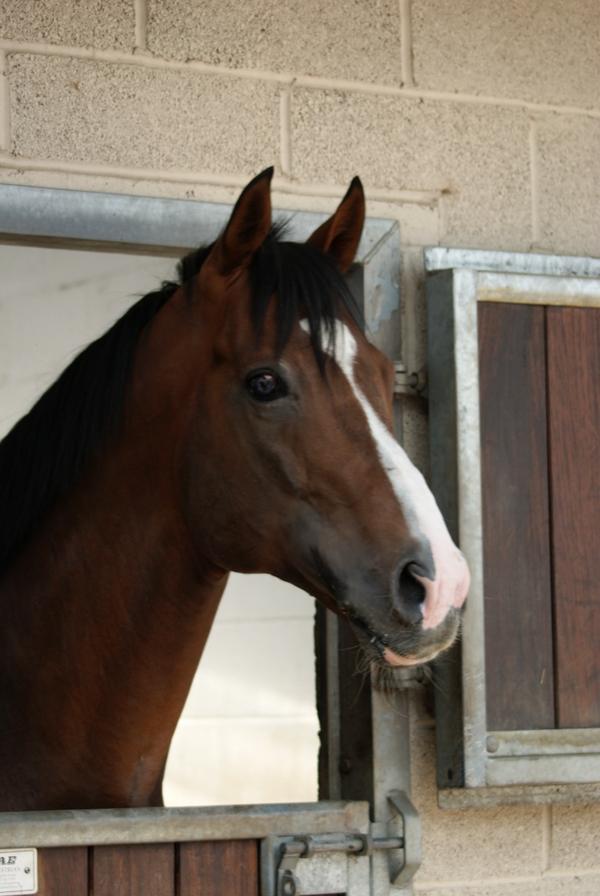 crazyracinguk's tweet photo. “@norrisblstk: #phoenixreach touch racehorse ! http://t.co/5Ag4MNq8Yw” Stunning 😊