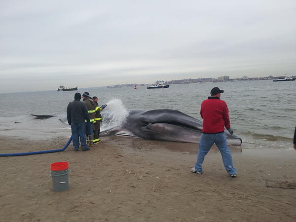 HuffPost's tweet image. PHOTO: Authorities pump seawater on a live whale that washed ashore in Breezy Point, Queens huff.to/TZGMaa