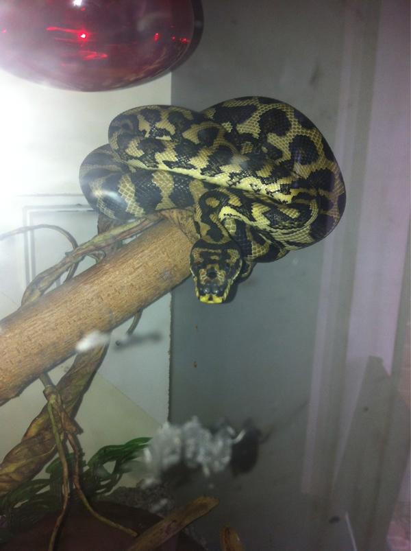 jess_is_special's tweet image. Fat shit after her Christmas dinner. #tangles #junglepython