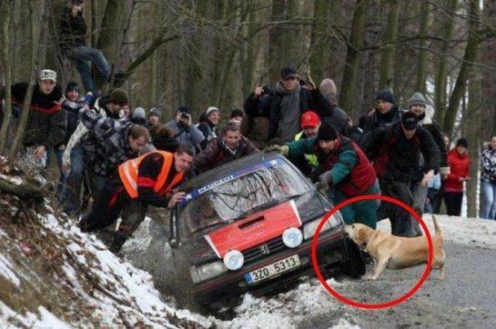 Loeb_Seb1's tweet photo. Funny picture for Christmas. "Rally Dog" :)) http://t.co/HdNpUrUG