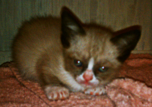 TardGrumpyCat's tweet image. #MentionPeopleWhoYouNeverForget - Myself as a kitten... I hate kittens.