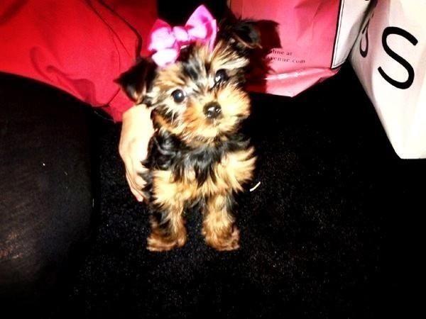 CaurenLairns's tweet image. I also want this beaut!!! #SecondPurchase after the flat 😉😍