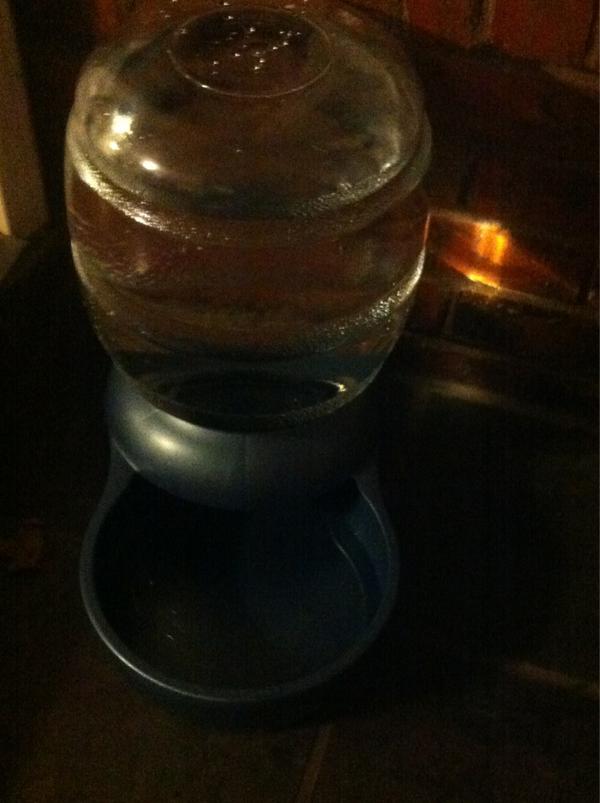 tiffo9's tweet image. My dog officially drinks fresher water than I do #builtinfilter #thanksauntleslie