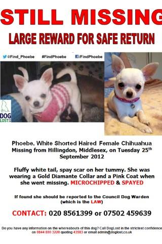 find_phoebe's tweet photo. If you know where Phoebe is just GIVE HER BACK. The reward is MASSIVE for Phoebes return. #microchipped #FindPhoebe http://t.co/movXJw2T