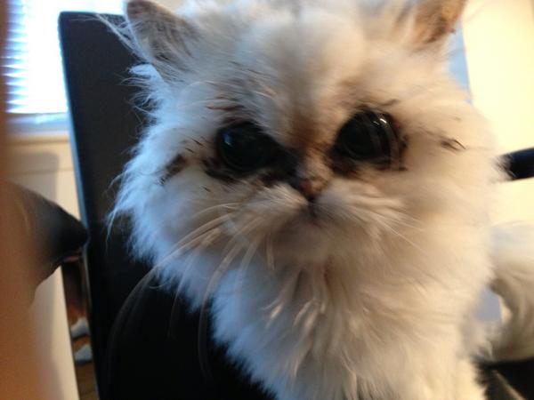 JulesLevin's tweet photo. Kim lard adjoin http://t.co/l1nWHzYS