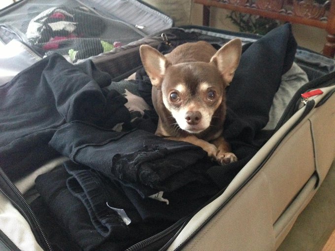 I don&rsquo;t think my dog wants me to leave http://t.co/SMDO2VRs<a href="/tag/chopped"class="tags"><span>#chopped</span></a><a href="/tag/portlandmaine"class="tags"><span>#portlandmaine</span></a><a href="/tag/michelinstar"class="tags"><span>#michelinstar</span></a><a href="/tag/jamesbeard"class="tags"><span>#jamesbeard</span></a>