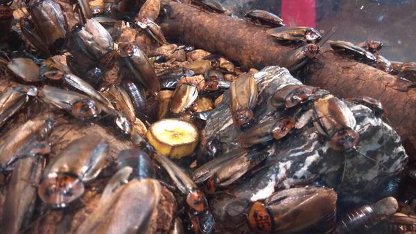 garytmills's tweet image. Be sure to check out today's #roachreport.