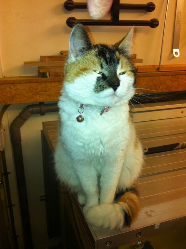 SilvanBo's tweet image. Iemand haar #poes kwijt? #roze halsband #almere. Heeft al drie dagen nieuw onderdak.