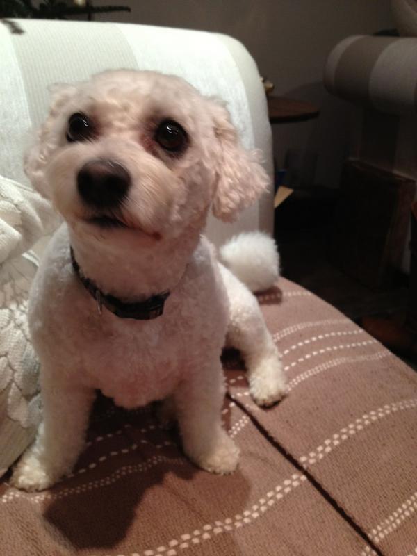 hodgeshallnot's tweet photo. Along with another dog made from a hair ball from Santa's beard cross-bred with a meerkat http://t.co/vV9ObR4D