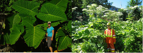 ULTRAVIS's tweet image. now imagine large plants