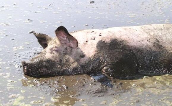Diervriendelijke marinade.