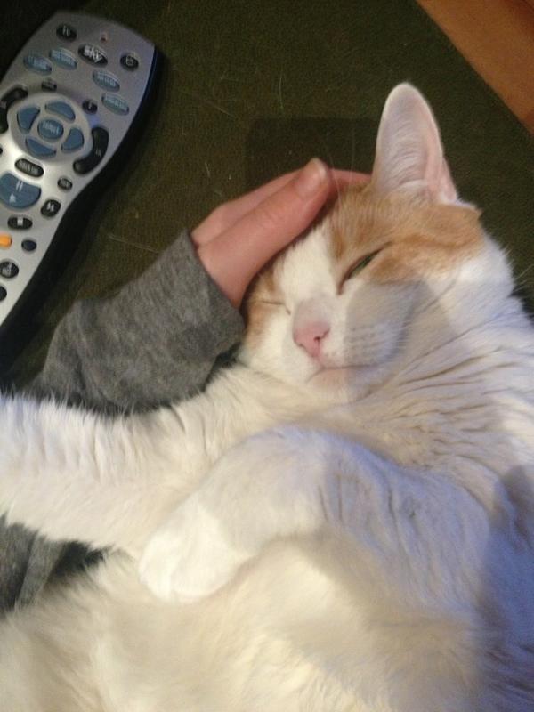 RitaCatFace's tweet photo. Saturday chilling 😻 http://t.co/SvXMBWOX