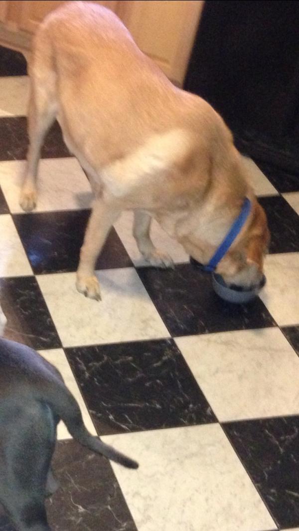 OGturtlejuice's tweet photo. Rip Chevy http://t.co/h03VEjAZ