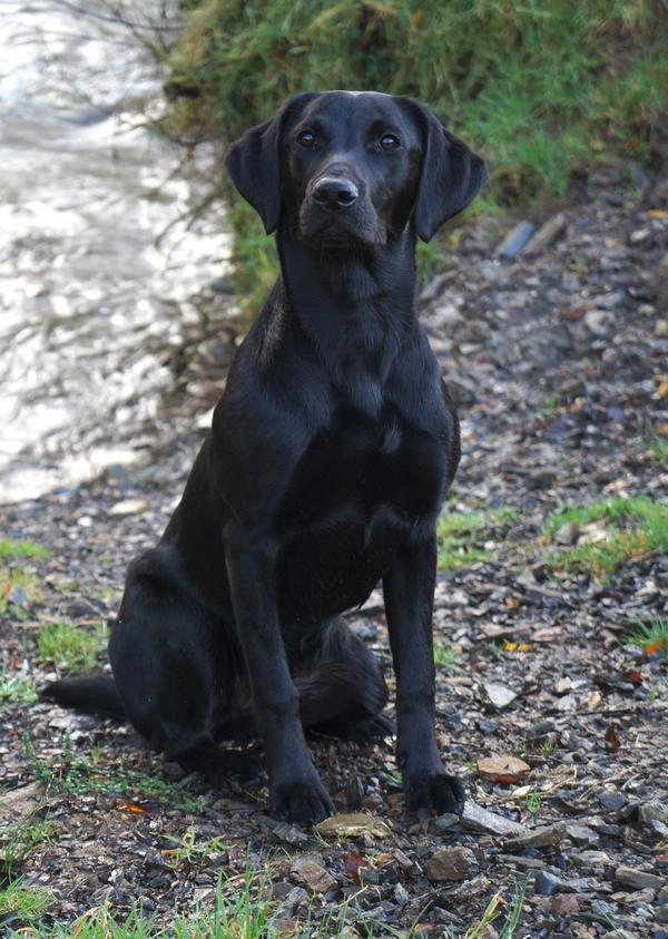 lewtrenchard labradors