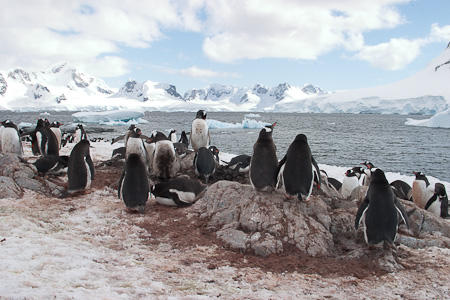 Ook Frozen Planet gezien en weer  reiskriebels gekregen? Kijk voor aanbiedingen op belugareizen.nl/nl/aanbiedinge…
