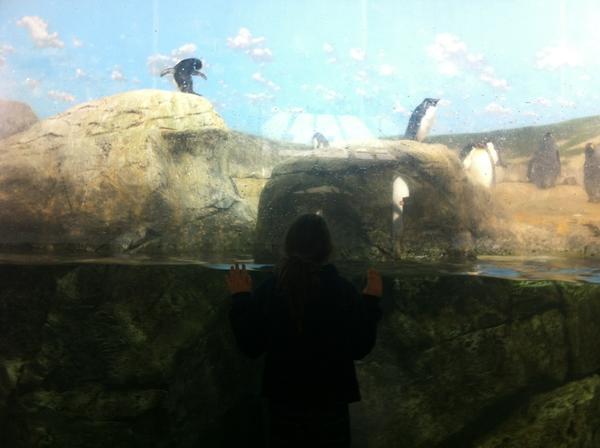 allison_heather's tweet photo. Penguins!!!!! http://t.co/T2oJ2pmq