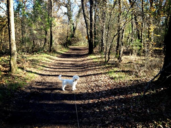 LucyTheCockapoo's tweet image. 