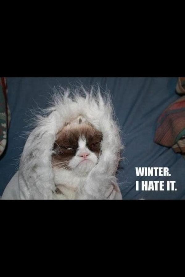 "@MyGrumpyCat: " #winter.