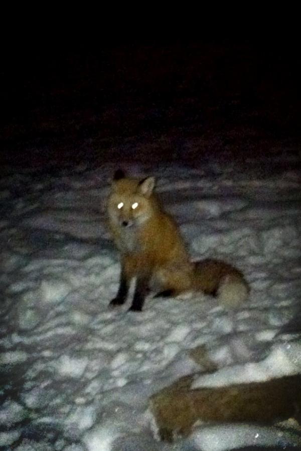 _adbusby's tweet photo. This little cutie came to visit us tonight. @BuzzardBear @ktarps #snowmass http://t.co/10smAVk