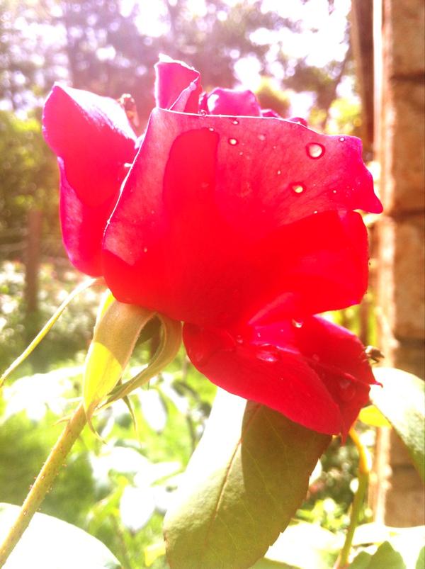 mkiio's tweet photo. Waking up to rolling green hills, glorious sun and birds chirping! Countryside life. 
Oh.. And the roses.. http://t.co/e3Jc114e