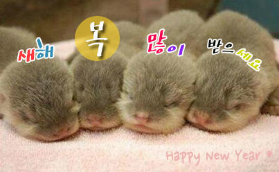 2013년 늘 행복한 일만 가득하셨으면 좋겠습니다! 새해 복 많이 받으세요 :-)