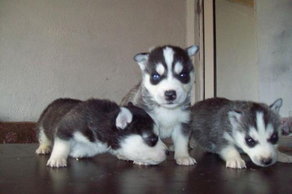 satilikhayvan's tweet photo. satılık sibirya kurdu husky yavruları 3 adet maskeli safkan 2 aylık ilk aşılarını oldular..0507 987 77 94 http://t.co/QGpmgCqA