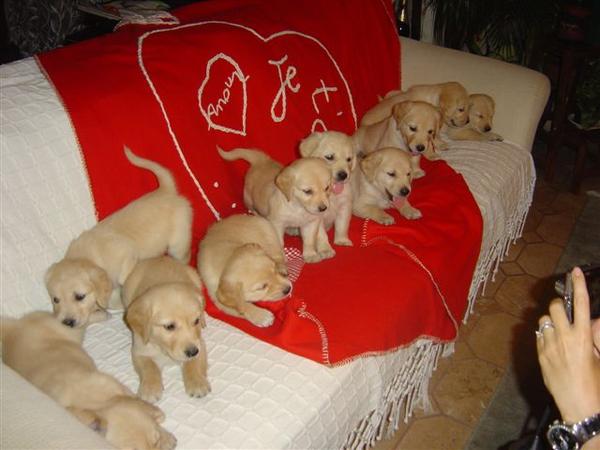satilikhayvan's tweet photo. satılık golden retriever yavruları safkan ırk garantili anne altından 2 aylık
 0507 987 77 94 http://t.co/EH6qAODz