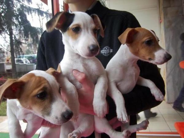 satilikhayvan's tweet photo. satılık jack russel terrier yavruları safkan korsan jack russel aşılı ırk garantili
0507 987 77 94 http://t.co/UZy1MX5p