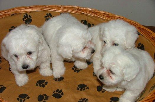 satilikhayvan's tweet photo. satılık maltese terrier yavruları safkan malta terrieri aşılı aşı karneli ırk garantili!
0507 987 77 94 http://t.co/gpSwiDI2